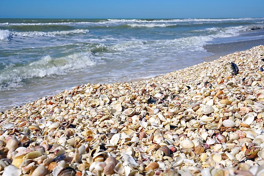 Shells on the beach by the sea in Sanibel Island, Florida.