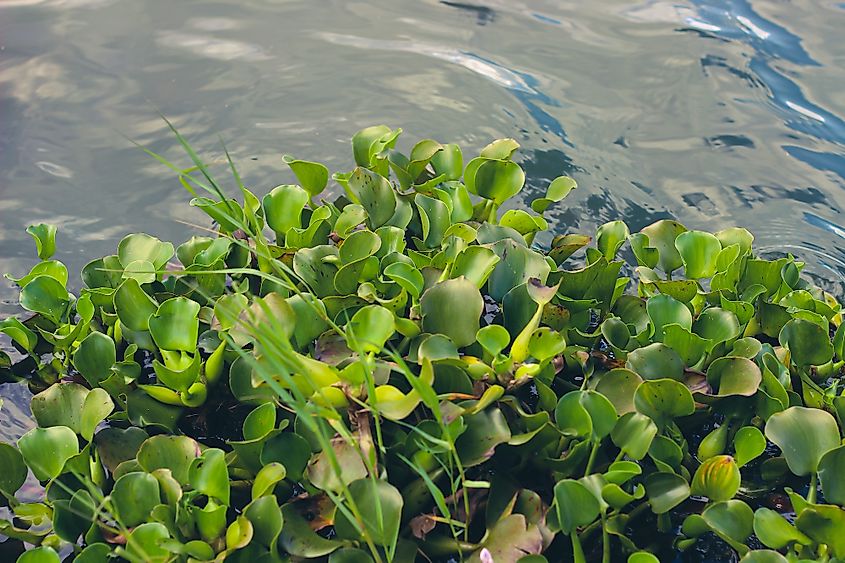 Water hyacinth, an invasive species, growing in the lake.