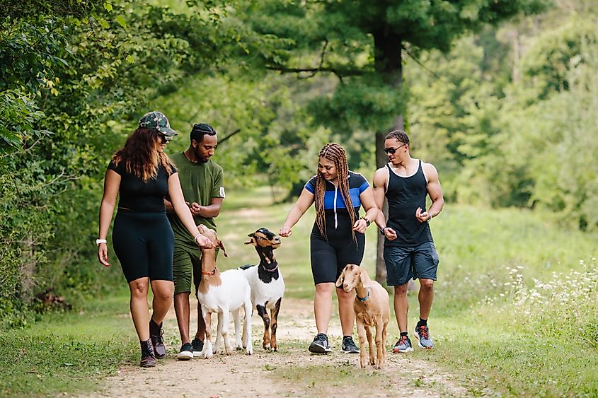 A goat trek with Hoof It Goat Treks. Photo courtesy of Galena Country Tourism, #GalenaCountry.