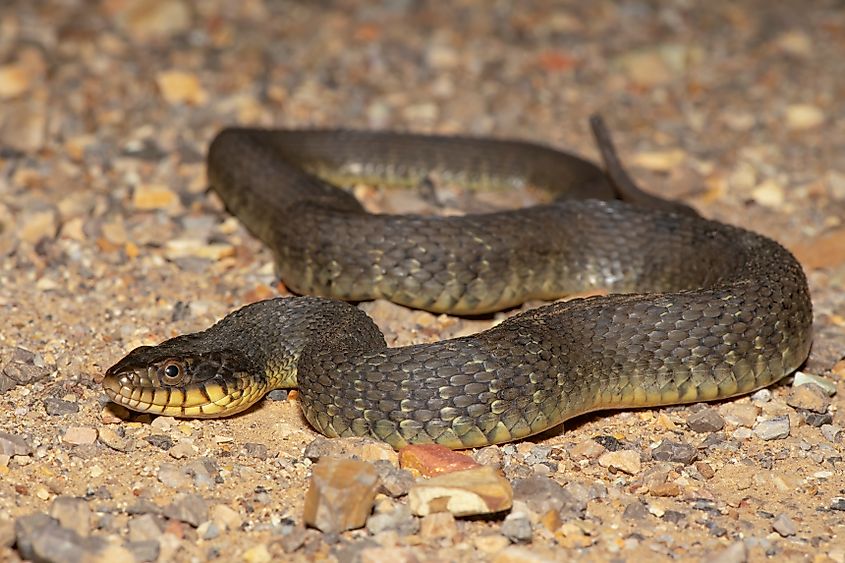 Adult Plain Bellied Water snake.