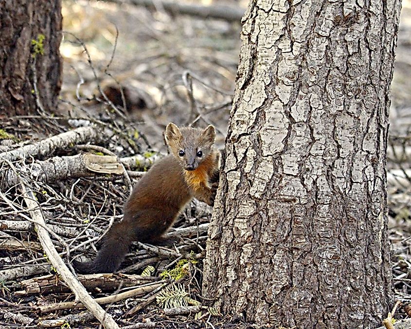Pacific marten climbing up a tree