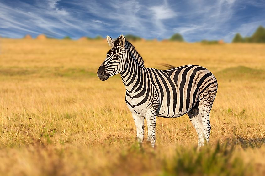 How Many Types Of Zebras Are There? - WorldAtlas