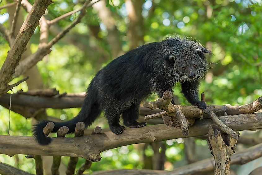 Binturongs play an important role in the ecosystem.