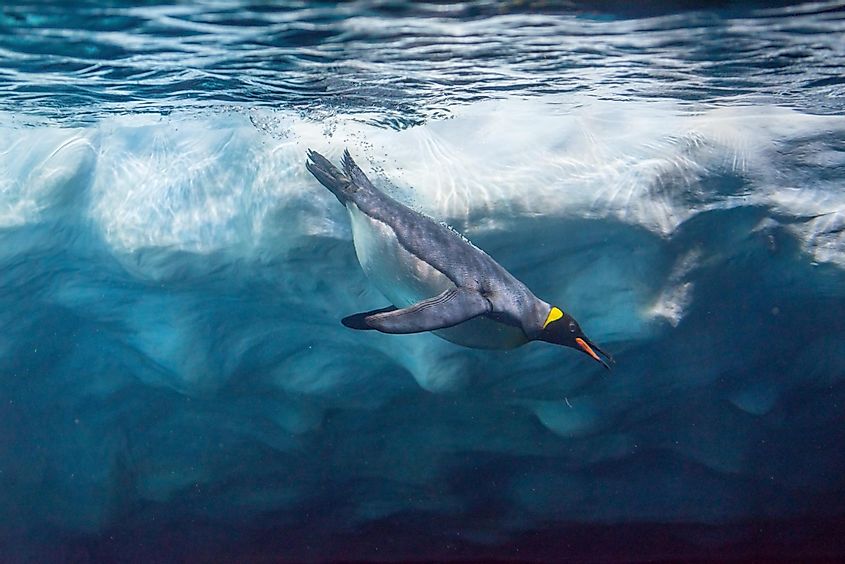 An emperor penguin swimming in the ocean.