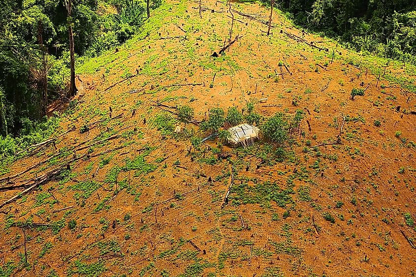 Ecological succession in action in a forest patch subjected to deforestation.