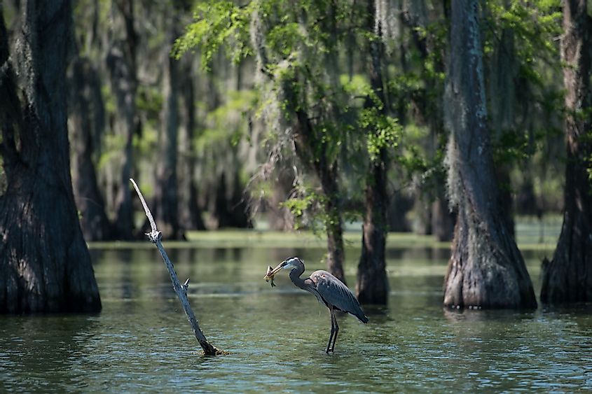 Great Blue Heron with fish in Atchafalaya Swamp