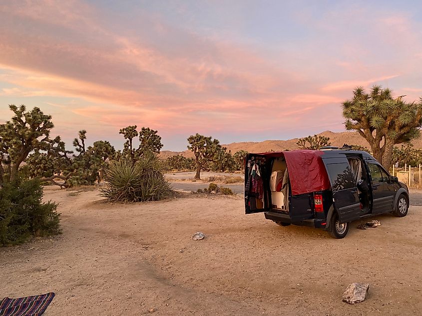 A camper van being unpacked amongst Joshua Trees and a pastel evening sky.