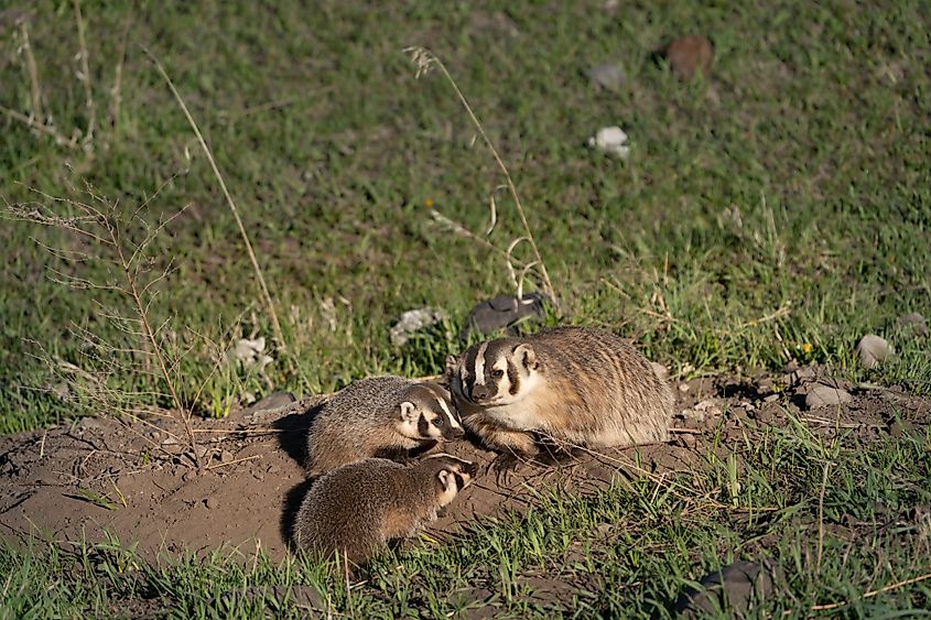 A group of American Badgers in the wild.