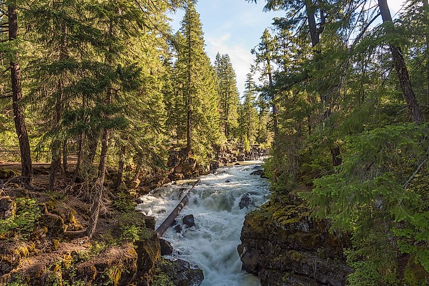 Rogue River-Siskiyou National Forest near Natural Bridge Recreation Area