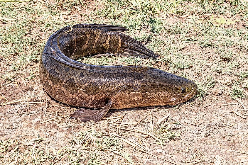 Caught predatory snakehead fish on the shore (Vladimir Konstantinov / Shutterstock)