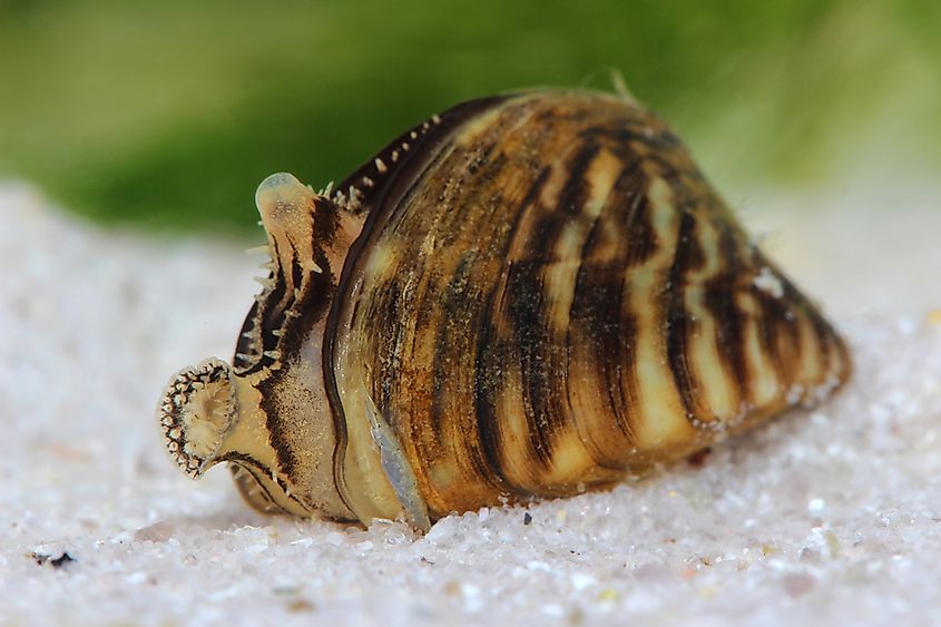 The highly invasive zebra mussel (Dreissena polymorpha)