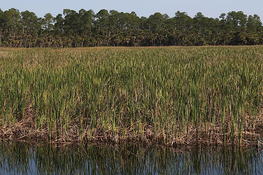 Wetland at Lake Woodruff National Wildlife Refuge, Florida