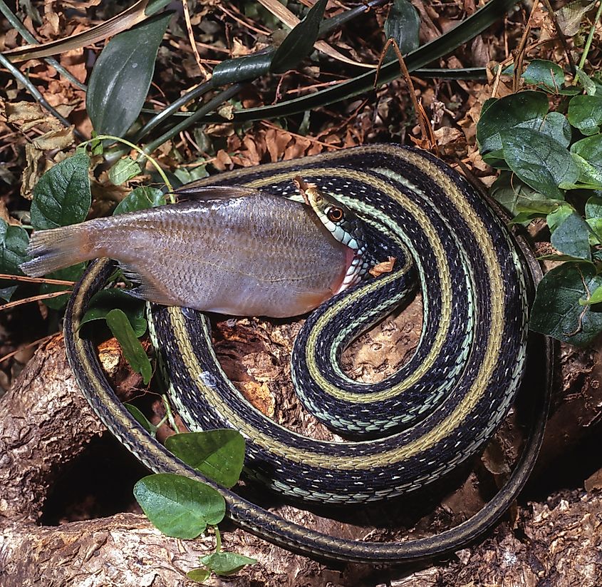 Common garter snake devouring a fish
