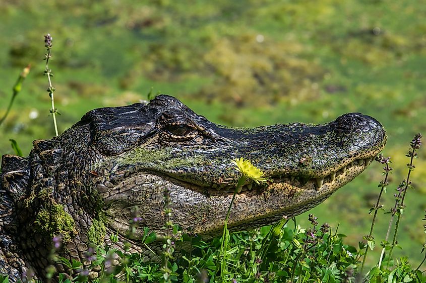 American alligator in wildflowers in Brazos Bend State Park in Texas.