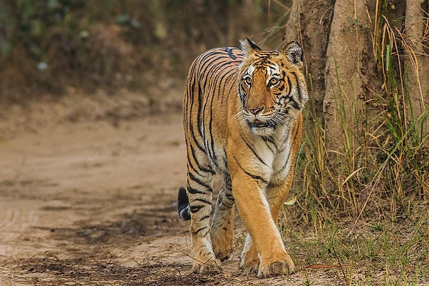 India's 50 Tiger Reserves: Home To The World's Biggest Tiger Population -  WorldAtlas