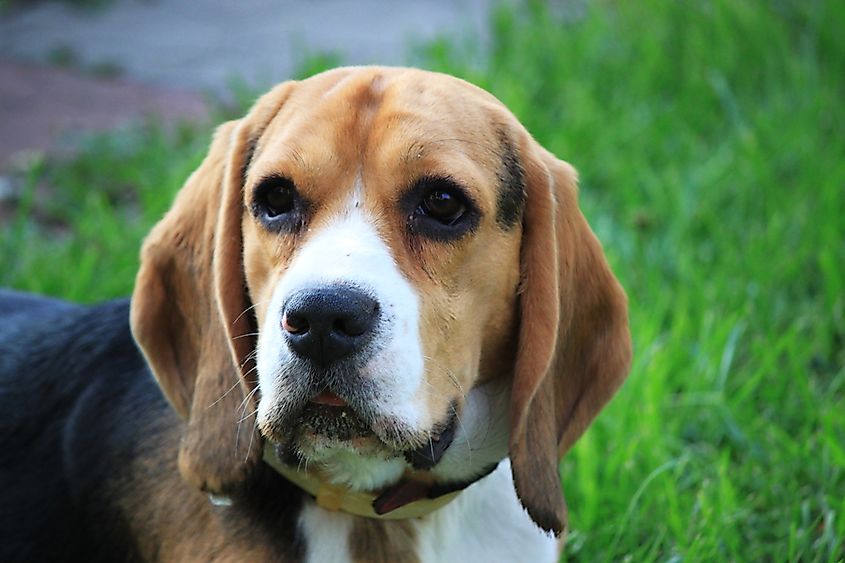 A beagle.