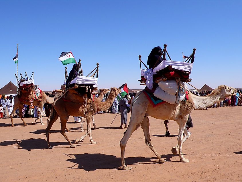 Sahrawi demonstrators on camel-back in Tindouf.