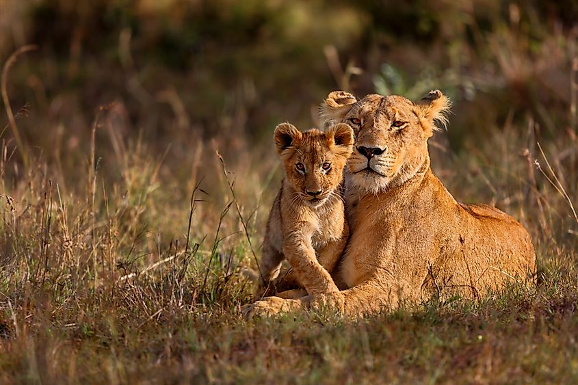 A lioness and her cub