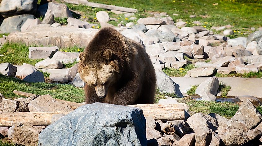 Close up of adult grizzly bear searching for food under rocks in the Grizzly and Wolf Discovery Center, Yellowstone National Park.