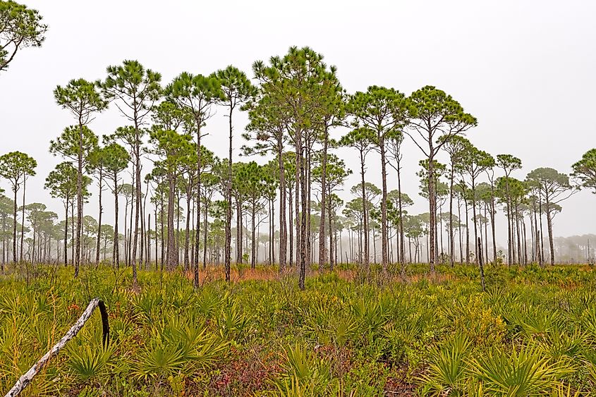 Slash Pine Trees on a Foggy Coast in Blad Point State Park in Florida