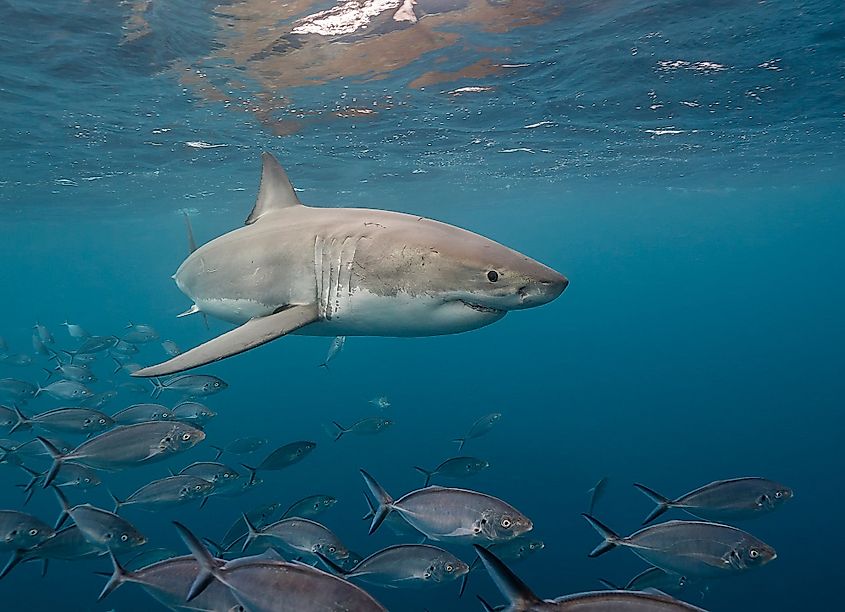 Great White Shark and Jack Fish, Neptune Islands, Spencer Gulf