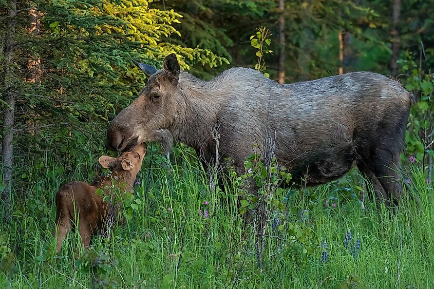 Moose and calf touching muzzles