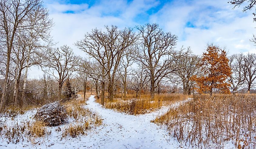 Split in path, snowy forest and trail in Quarry Hill Nature Center, Rochester, Minnesota on a snowy day