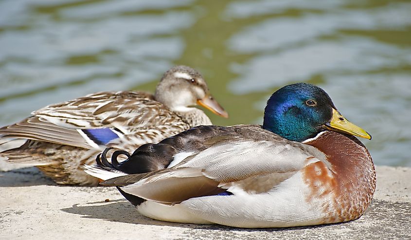 Two ducks sunning themselves at the side of the Canal du Midi in France