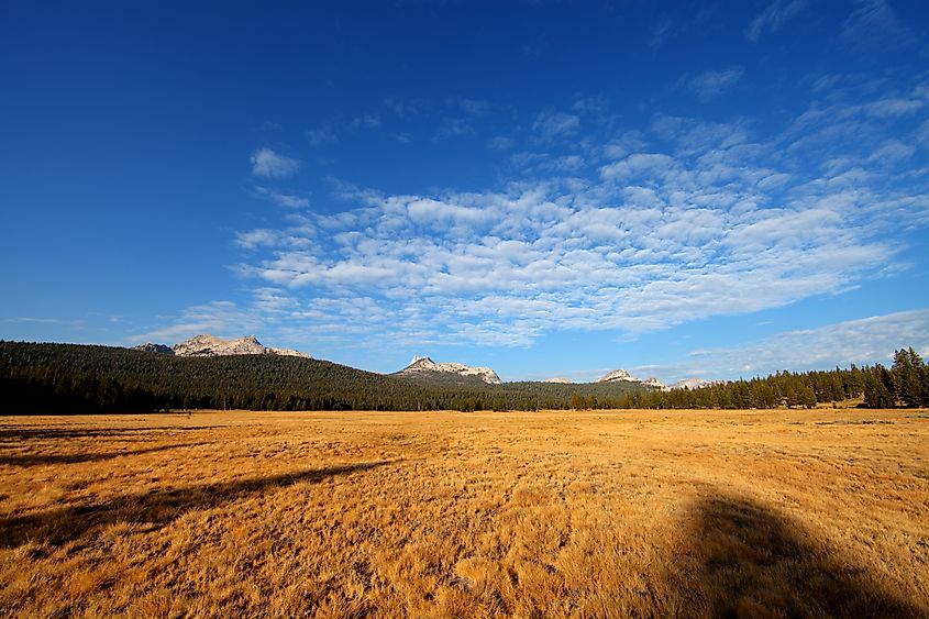 Tuolumne Meadows