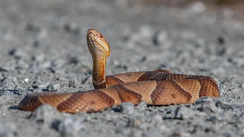 A copperhead snake with its head erect.