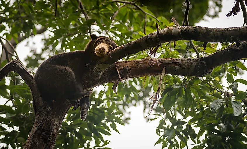 A sun bear in Malaysia.