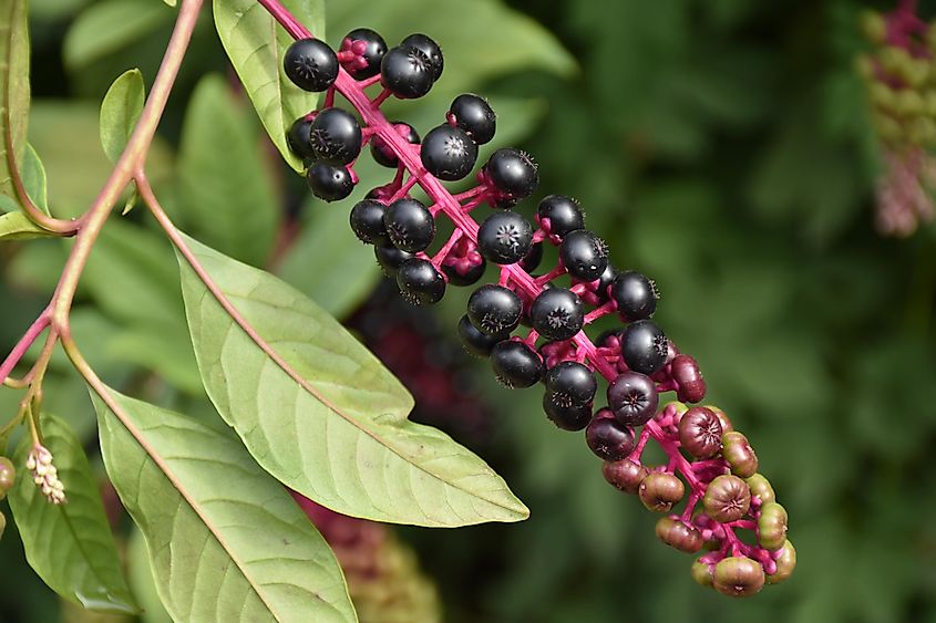 Phytolacca americana, also known as American pokeweed