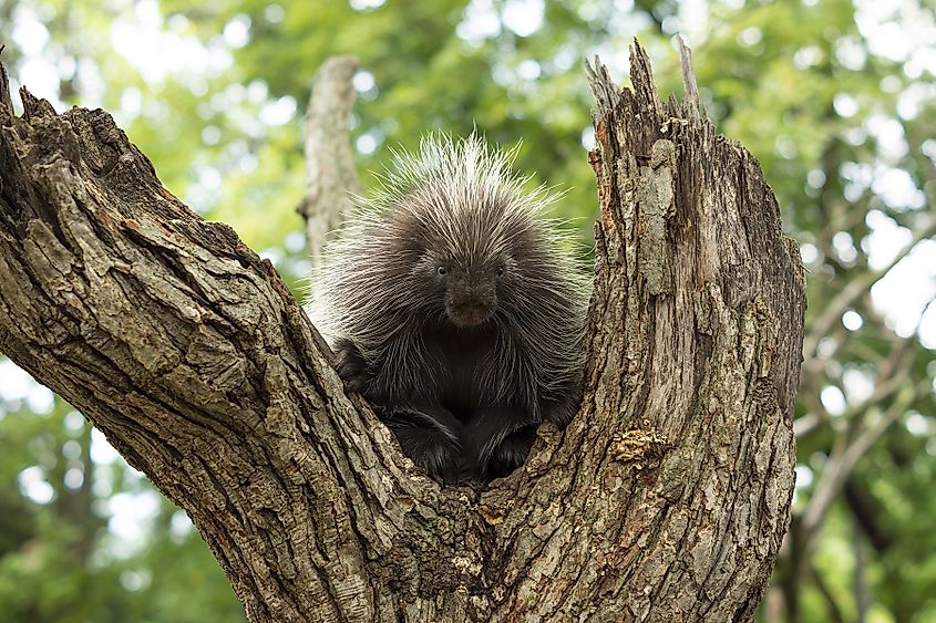 Porcupine in a tree