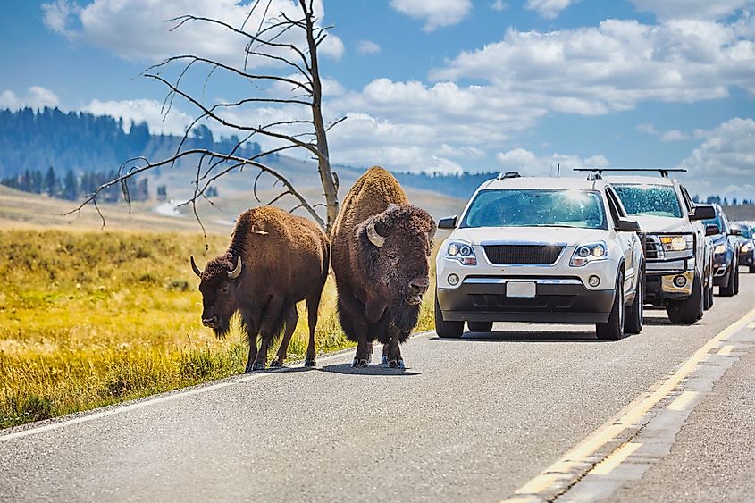 Bison crossing the road in Yellowstone National Park. (Editorial credit: MB_Media / Shutterstock.com)