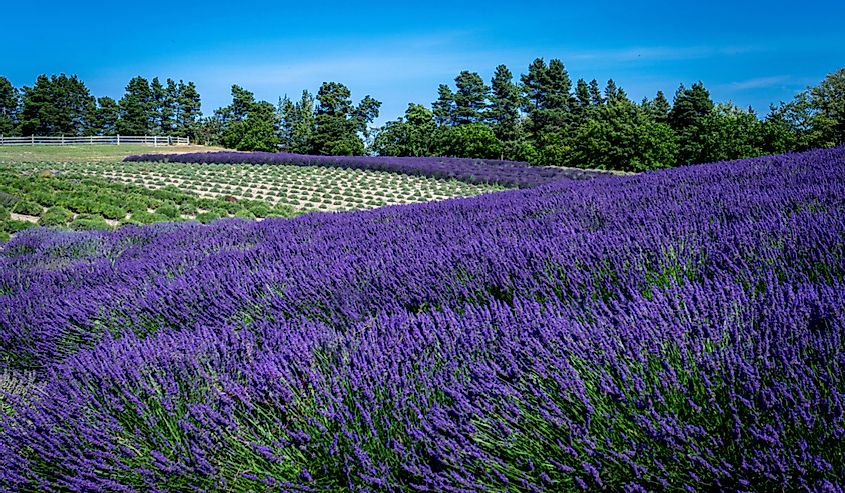 Lavender field on a summer's day in Sequim, Washington