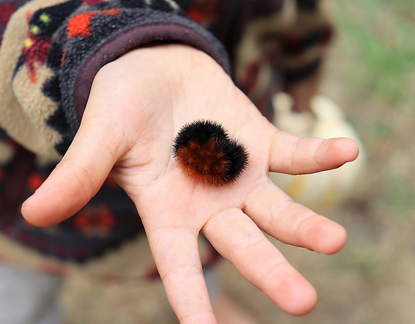 A woolly bear caterpillar in a child's hand.