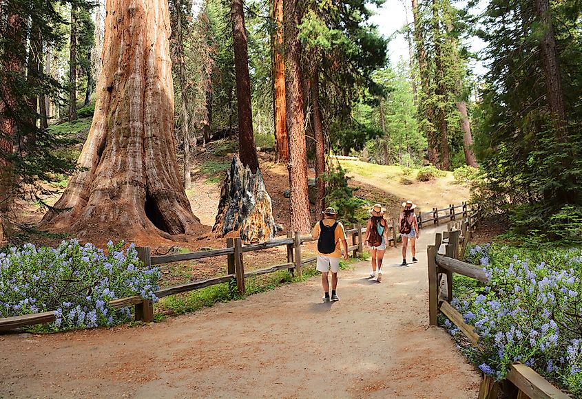 Tourists hking on the General Grant Tree Trail in Kings Canyon National Park, California, USA.