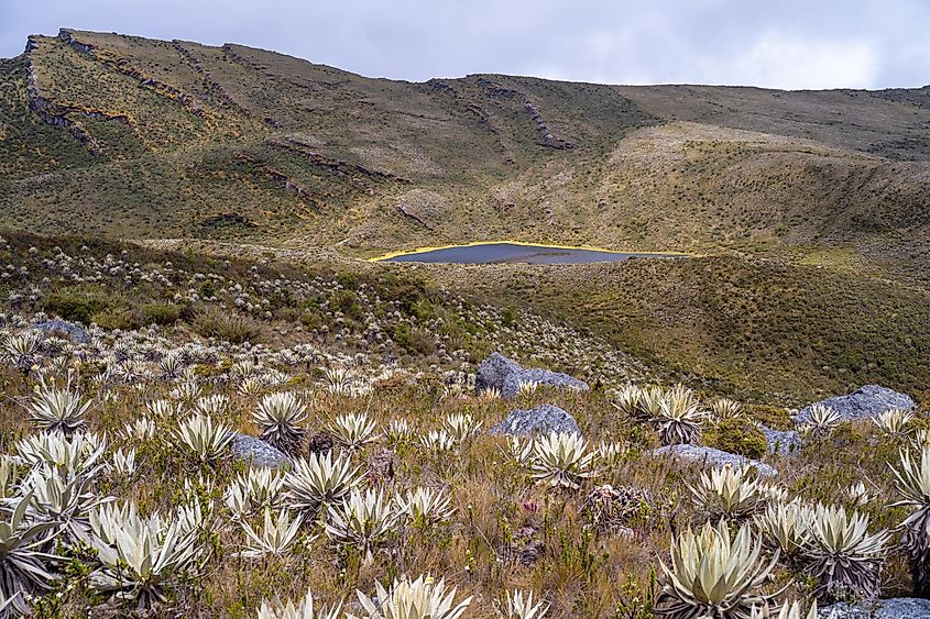 Cordillera Oriental