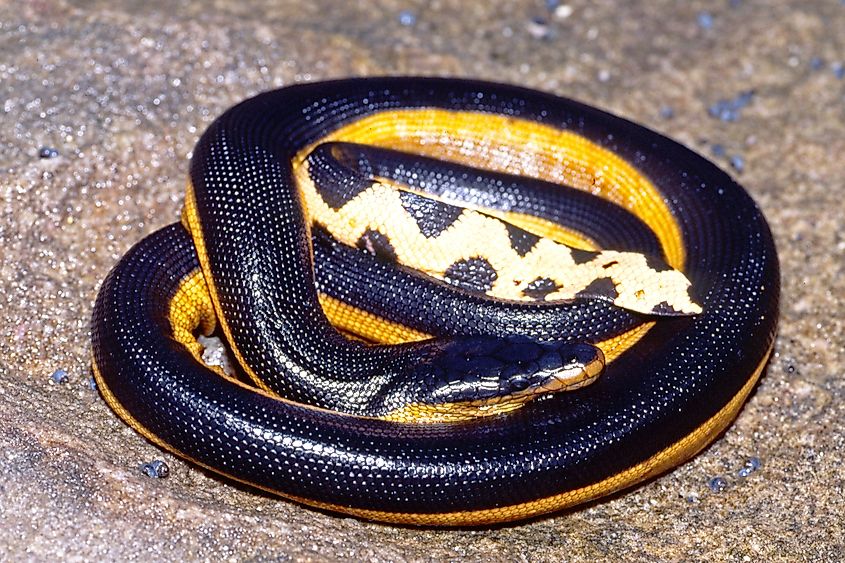 A curled up yellow-bellied sea snake.