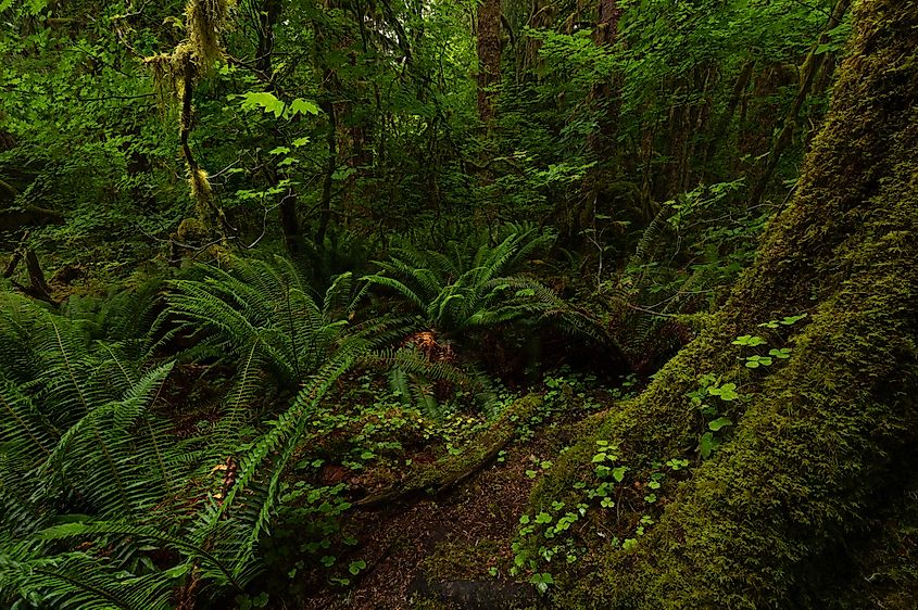 The lively understory of Olympic National Park's rainforests. Photo by Brendan Cane