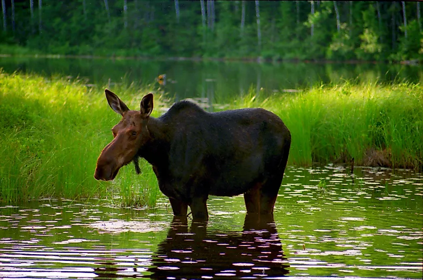 Moose on Wind Lake, Boundary Waters Canoe Area Wilderness Minnesota