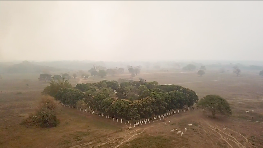 Habitat loss in amazon