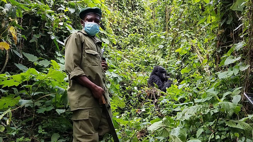 Virunga National Park ranger