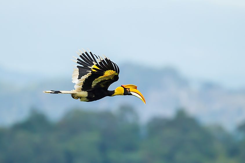 Great Hornbill at Khao Yai National Park,Thailand