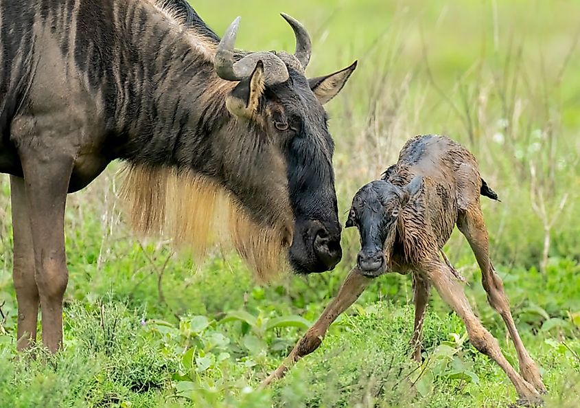 Wildebeest (Connochaetes taurinus) and newborn calf. 