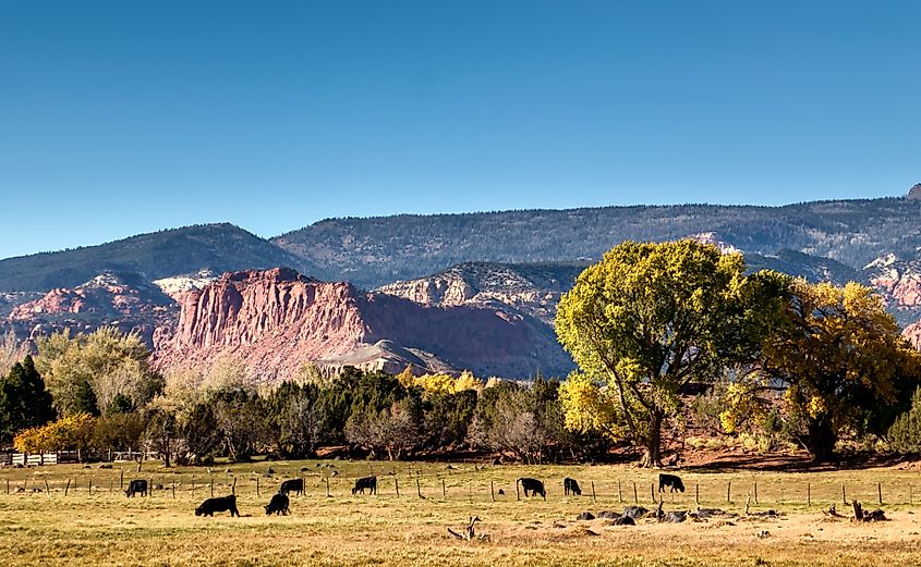 Farm with cattle in Torrey, Utah