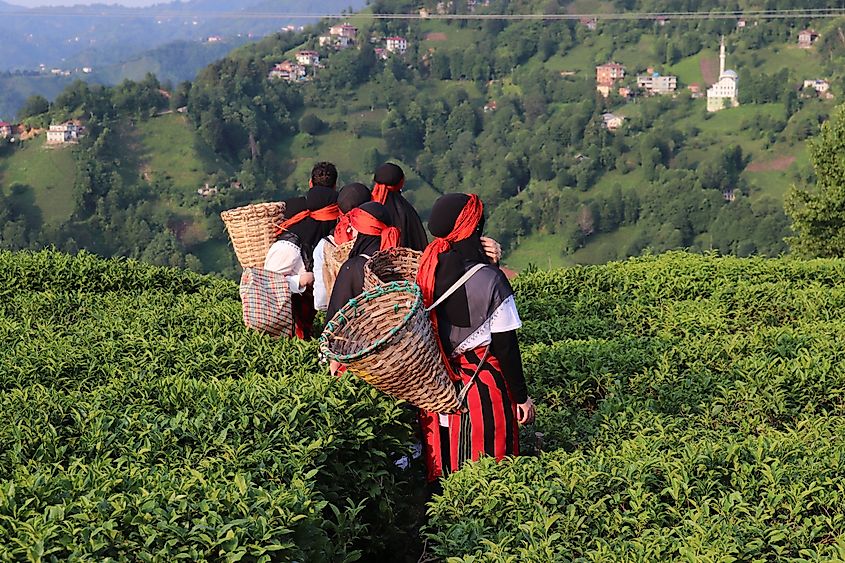 Tea harvest is underway in Rize, Turkey.