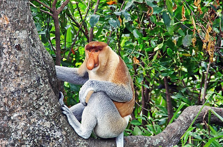 A proboscis monkey