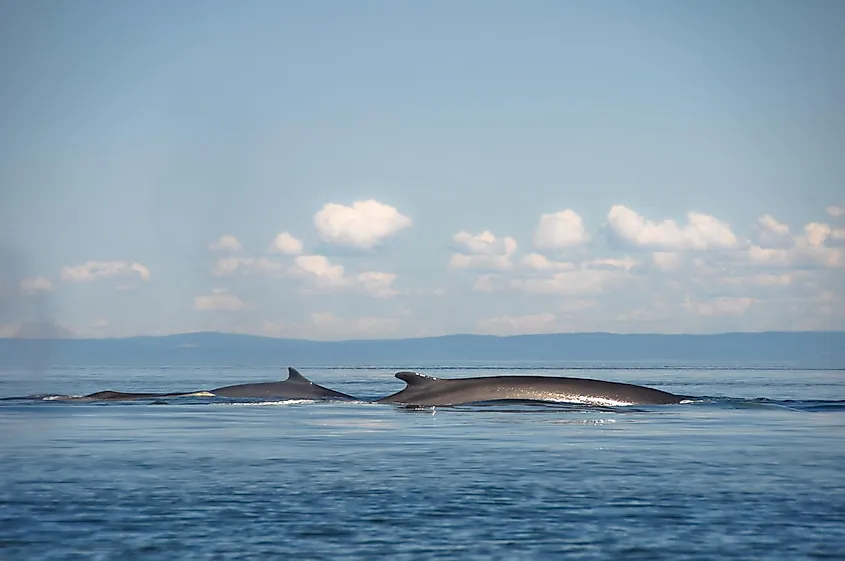 Fin whales in the Gulf of St. Lawrence.