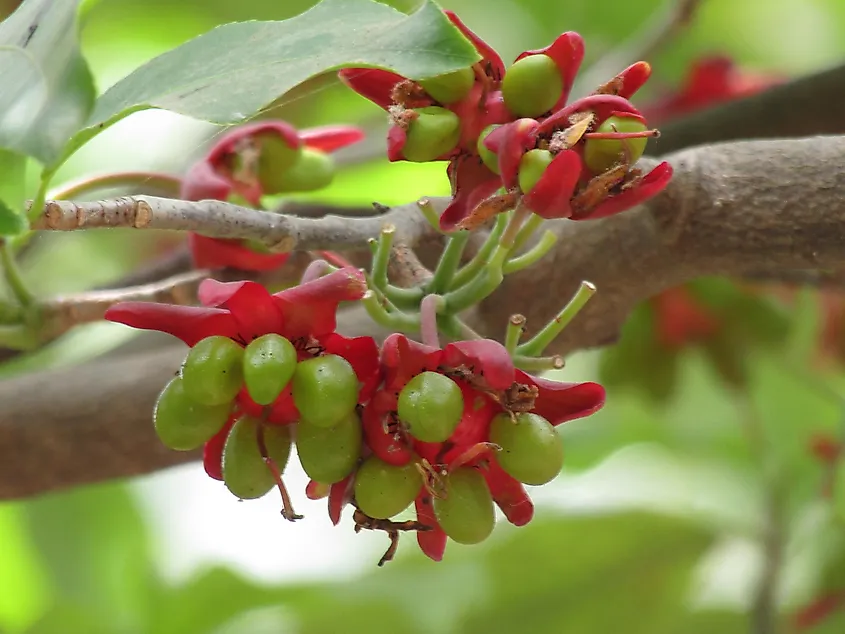 The 10 Most Poisonous Fruits In The World - WorldAtlas